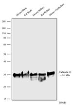 Calbindin D28K Antibody in Western Blot (WB)