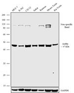 BAF53A Antibody in Western Blot (WB)