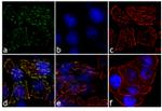 JAK2 Antibody