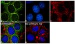 YBX1 Recombinant Rabbit Monoclonal Antibody (10H29L41)