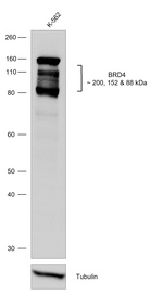 BRD4 Antibody in Western Blot (WB)