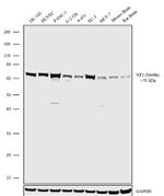 NF2 Antibody in Western Blot (WB)