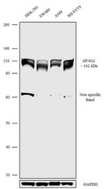 DAP5 Antibody in Western Blot (WB)