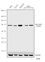 Phospho-MAPKAP1 (Thr86) Antibody in Western Blot (WB)