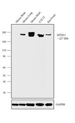 MYH11 Antibody
