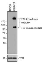 mGLuR4 Antibody in Western Blot (WB)