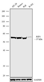 RIP3 Recombinant Rabbit Monoclonal Antibody (21H67L3)