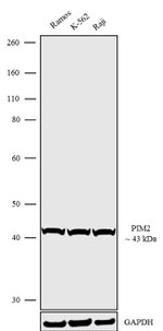PIM2 Antibody in Western Blot (WB)