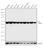 ERO1L Antibody in Western Blot (WB)