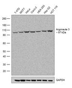 Argonaute 3 Recombinant Rabbit Monoclonal Antibody (22H29L11)