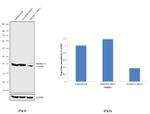Aldolase A Antibody in Western Blot (WB)