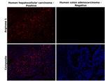 Arginase 1 Antibody in Immunohistochemistry (Paraffin) (IHC (P))