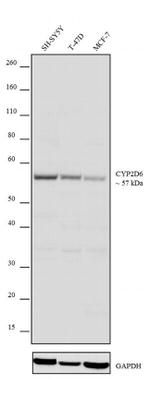 CYP2D6 Recombinant Rabbit Monoclonal Antibody (11H3L16)