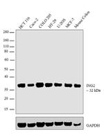 ING2 Recombinant Rabbit Monoclonal Antibody (2H44L53)