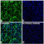 LDHA Recombinant Rabbit Monoclonal Antibody (4H18L6), Alexa Fluor™ Plus 488