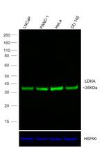 LDHA Antibody in Western Blot (WB)