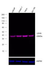 LDHA Antibody in Western Blot (WB)
