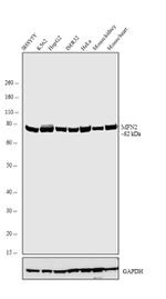 MFN2 Recombinant Rabbit Monoclonal Antibody (7H42L13)