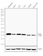 PTGES Recombinant Rabbit Monoclonal Antibody (13H2L6)