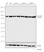 Phospho-EEF2 (Thr56) Recombinant Rabbit Monoclonal Antibody (17H31L21)