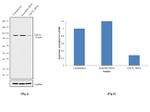 Cdc5L Antibody in Western Blot (WB)