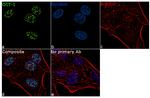 OCT1 (POU2F1) Recombinant Rabbit Monoclonal Antibody (13H18L58)