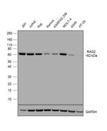 RAG2 Antibody in Western Blot (WB)