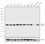 NUDT21 Recombinant Rabbit Monoclonal Antibody (11H33L7)