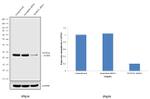 NUDT21 Antibody in Western Blot (WB)
