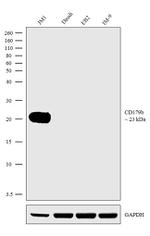 CD179b Antibody