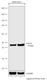 CD319 (CRACC) Antibody in Western Blot (WB)