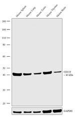 CD319 (CRACC) Antibody in Western Blot (WB)