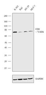 CD6 Recombinant Rabbit Monoclonal Antibody (4H14L18)