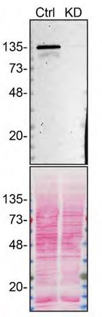 ADNP Antibody in Western Blot (WB)