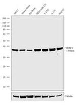 NRBF2 Recombinant Rabbit Monoclonal Antibody (15H7L3)