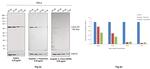 Lamin B1 Antibody in Western Blot (WB)