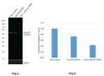 Lamin B1 Antibody in Western Blot (WB)