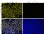 Lamin B1 Antibody in Immunohistochemistry (Paraffin) (IHC (P))