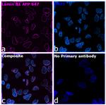 Lamin B1 Recombinant Rabbit Monoclonal Antibody (10H34L18), Alexa Fluor™ Plus 647