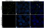 Phospho-AMOT (Ser175) Recombinant Rabbit Monoclonal Antibody (18H4L17)