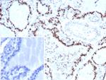 Transcription factor E3/TFE3 (Transcription Factor) Recombinant Rabbit Monoclonal Antibody (TFE3/8663R)