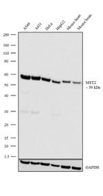 MST2 Recombinant Rabbit Monoclonal Antibody (19H19L39)