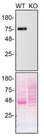 LIMP2 Antibody