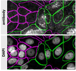 LIMP2 Antibody
