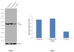 YY1 Antibody in Western Blot (WB)