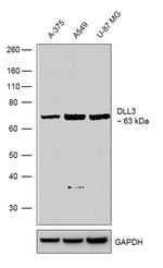 DLL3 Recombinant Rabbit Monoclonal Antibody (11H27L9)