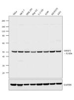 GRSF1 Recombinant Rabbit Monoclonal Antibody (7H16L16)
