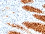 pS2/pNR-2/TFF1 (Estrogen-Regulated Protein) Antibody in Immunohistochemistry (Paraffin) (IHC (P))