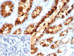 pS2/pNR-2/TFF1 (Estrogen-Regulated Protein) Antibody in Immunohistochemistry (Paraffin) (IHC (P))