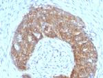 pS2/pNR-2/TFF1 (Estrogen-Regulated Protein) Antibody in Immunohistochemistry (Paraffin) (IHC (P))